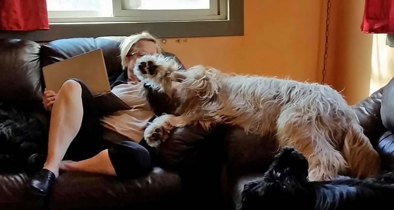 briard puppies for sale briard puppies for sale briard puppies for sale briard puppies for sale