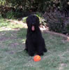 wilma-puppy-sit