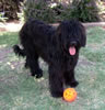 wilmapuppystand