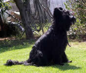 Belle sit