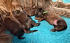 mompupsday2